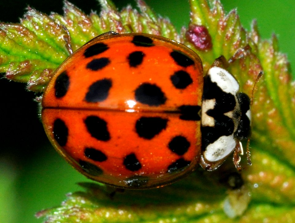 Harmonia-axyridis-01-fws