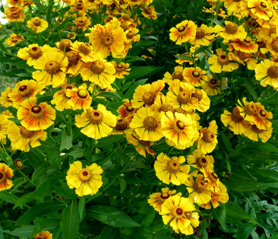 Helenium striatum