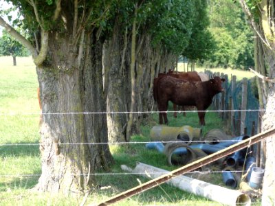 Hary (Aisne) vaches sous les arbres 01