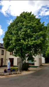 Helle-Mariabeeld + wegkruis Bommerigerweg-Hurpescherweg (5)