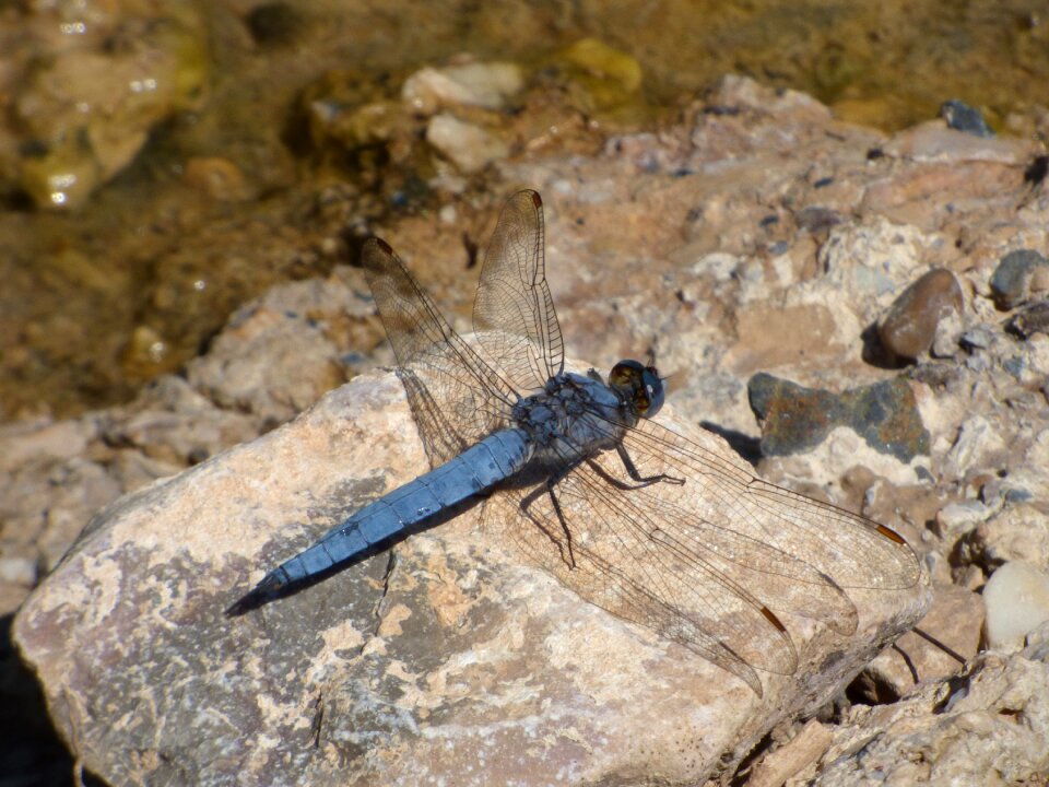 Winged insect wetland orthetrum coerulescens