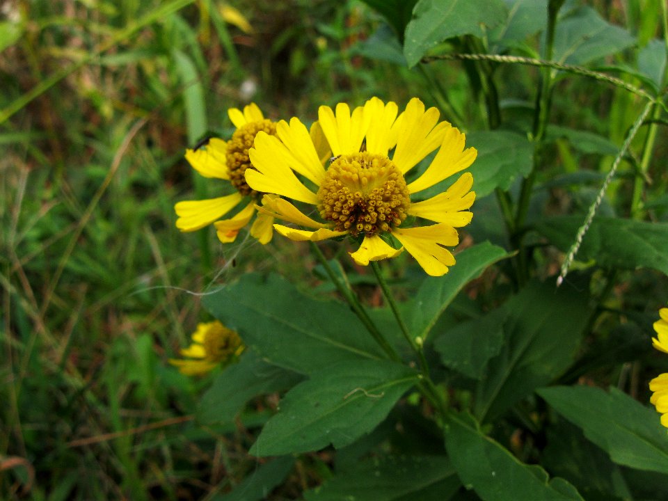 Helenium autumnale, 2015-09-19, Schenley Park, 01