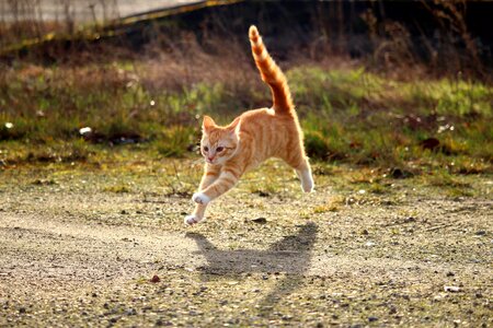 Red cat young cat cat baby