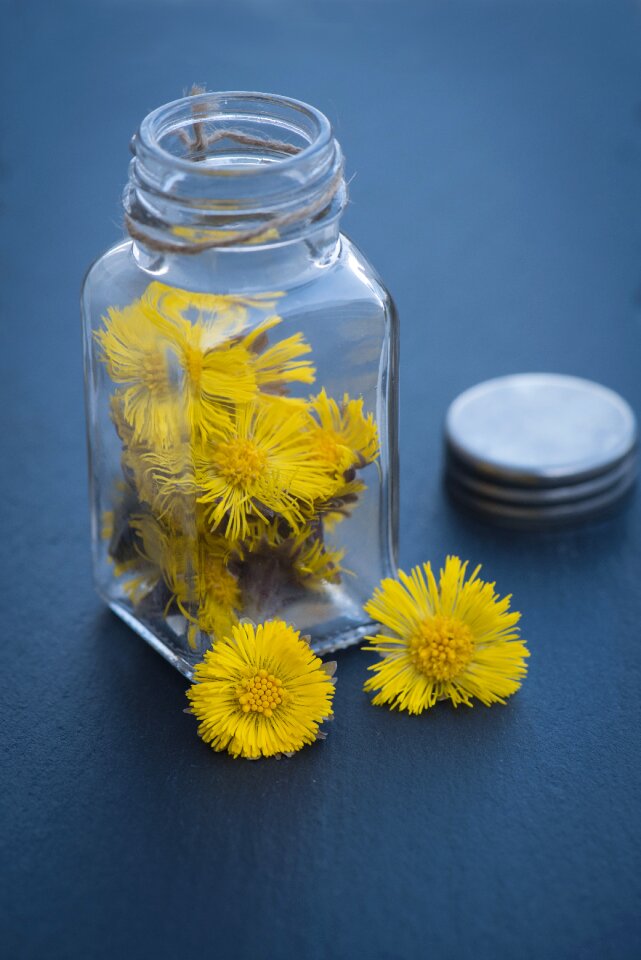 Flower yellow spring photo