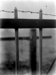 Hek met een spinnenweb, Bestanddeelnr 190-1022