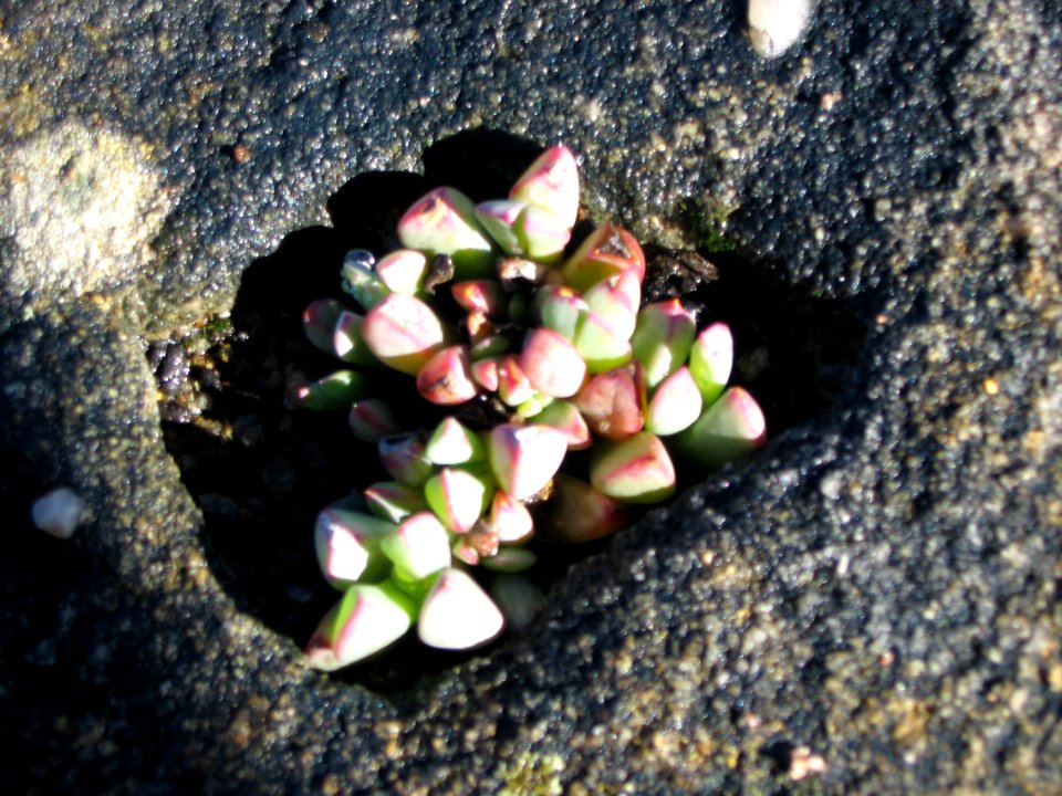 Helderberg Nature Reserve - Succulent on rocky mountain top