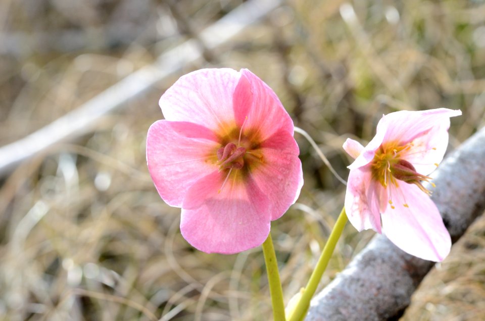 Helleborus niger3