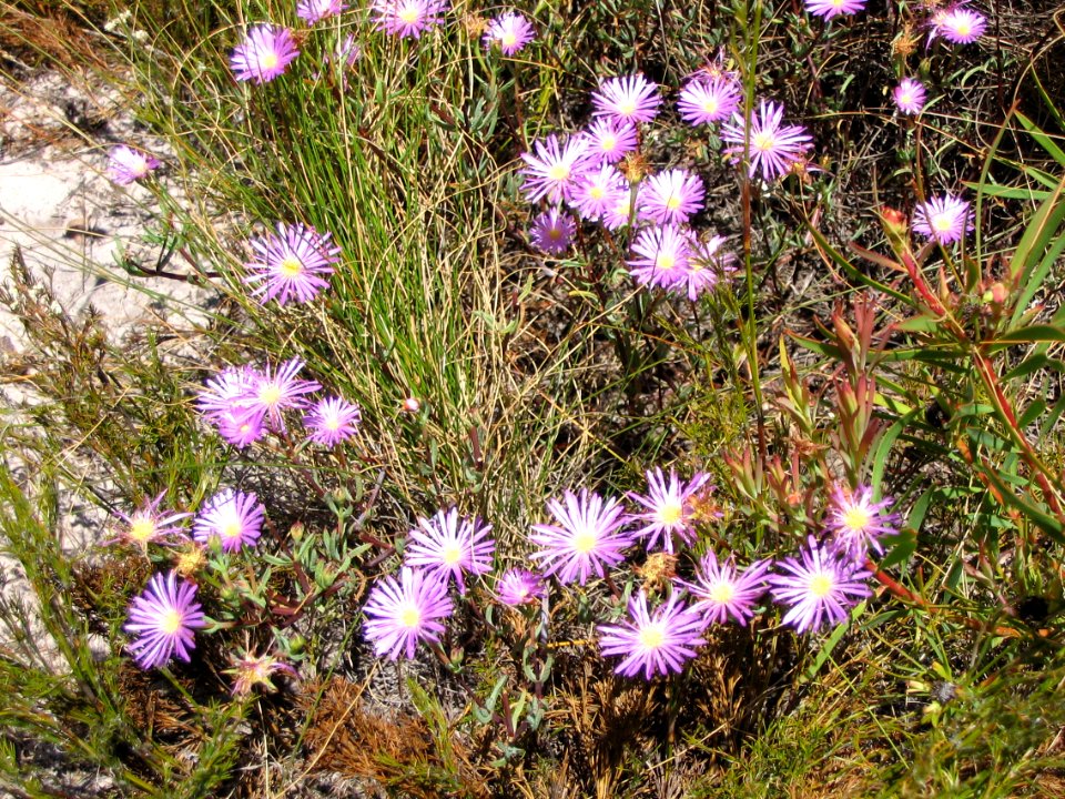 Helderberg Nature Reserve - Fynbos 6
