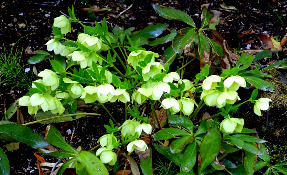 Hellebore - Gora Park - Hakone, Kanagawa, Japan - DSC08455