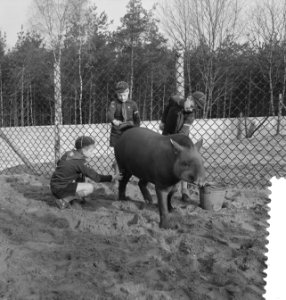 Heitje voor een Karweitje in Burgers Dierenpark te Arnhem Padvinders wassen t, Bestanddeelnr 912-3135