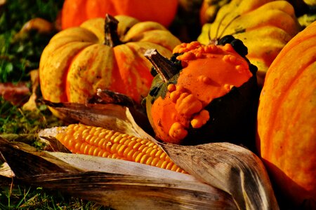 Autumn decoration colorful