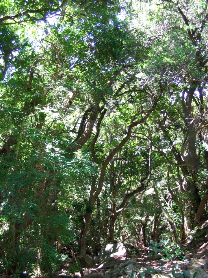 Helderberg Nature Reserve - Talus Forests 6