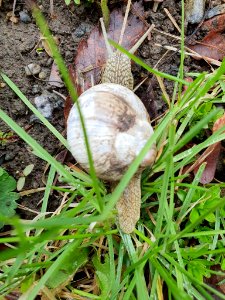 Helix pomatia 126905369