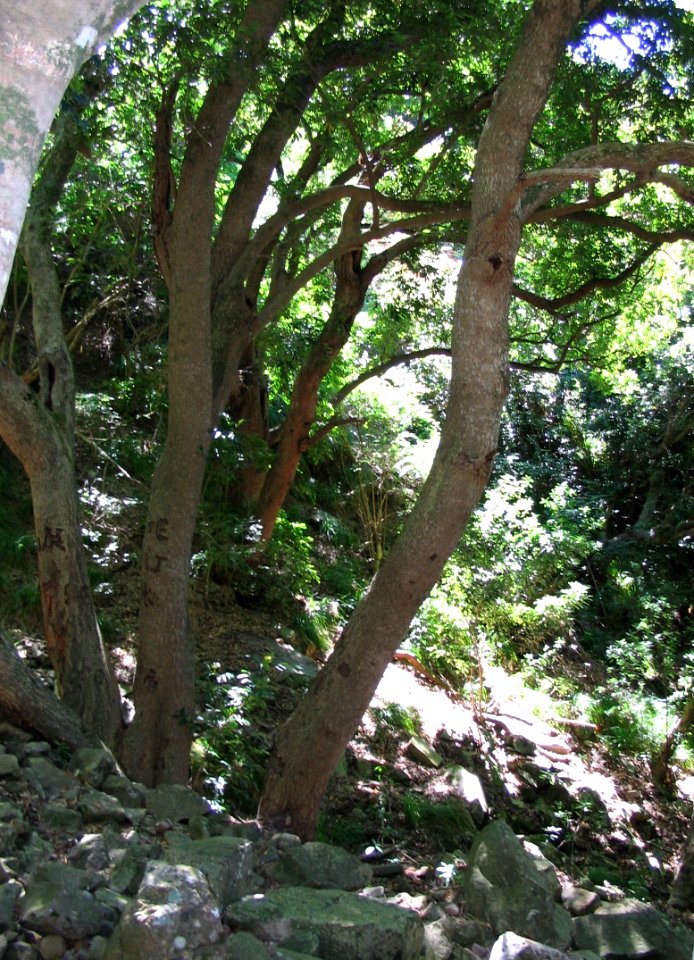 Helderberg Nature Reserve - Talus Forests 7