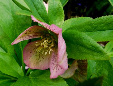 Helleborus solace
