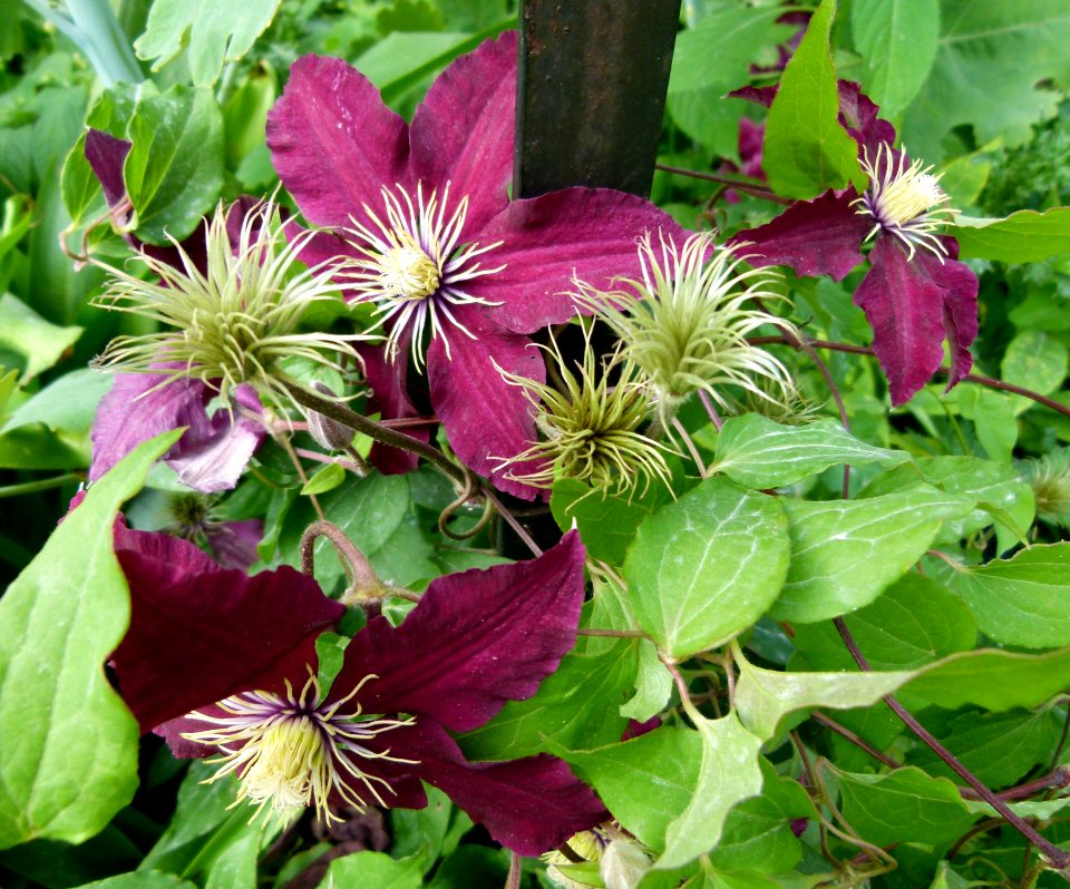Helleborus