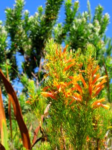 Helderberg Nature Reserve - Fynbos 4