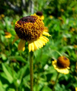 Helenium puberulum