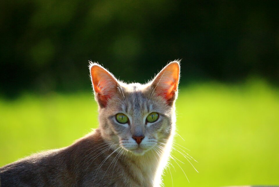 Mackerel young cat domestic cat