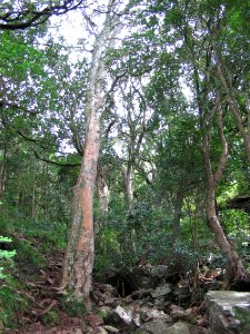 Helderberg Nature Reserve - Talus Forests 3