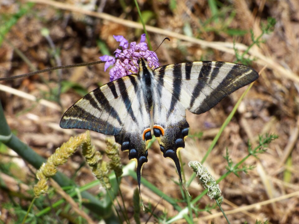 Scarce swallowtail sucks milk xuclallet