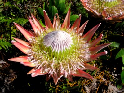 Helderberg Nature Reserve - Fynbos 3