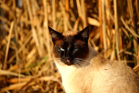 Breed cat mieze cat's eyes