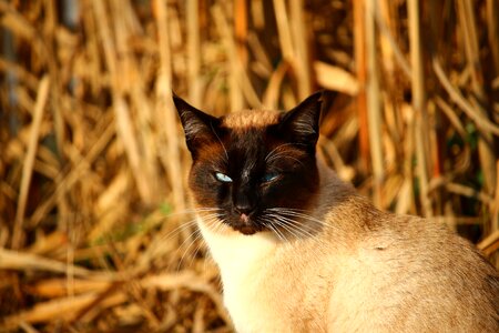 Breed cat mieze cat's eyes photo