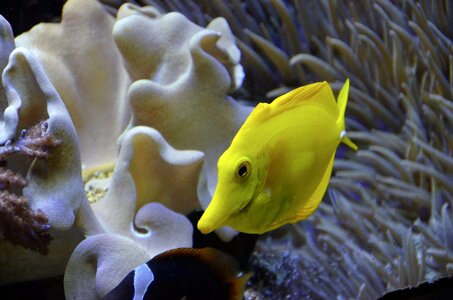 Yellow water underwater world photo