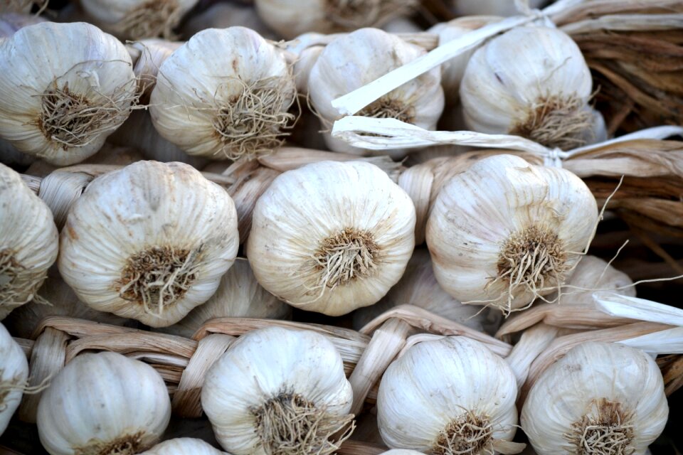Garlic white vegetables
