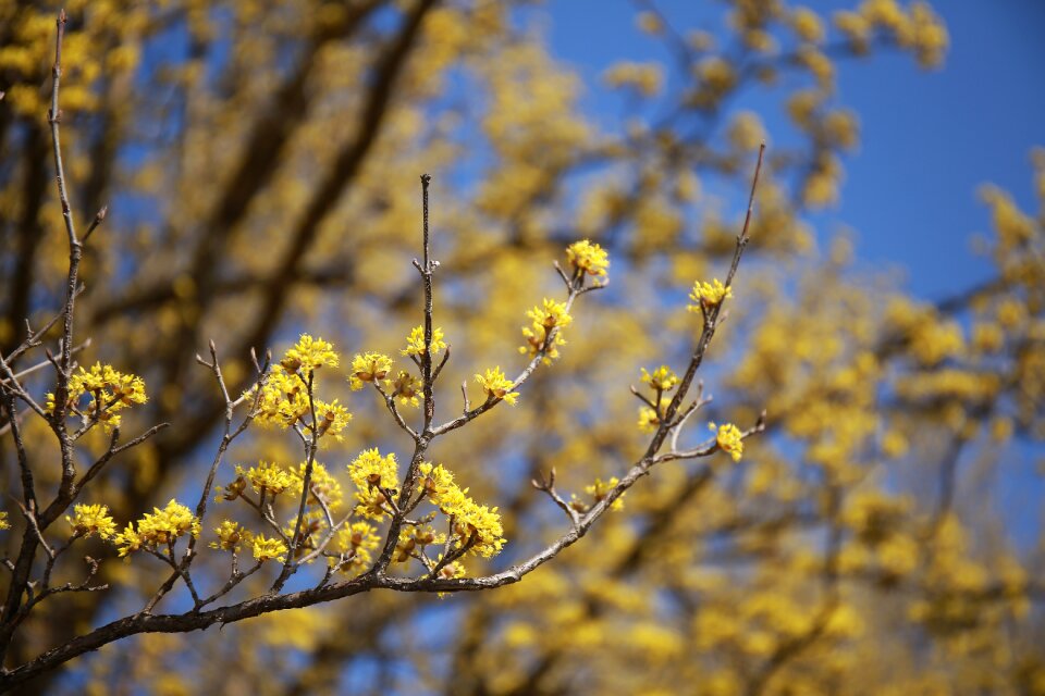 Plants yellow spring