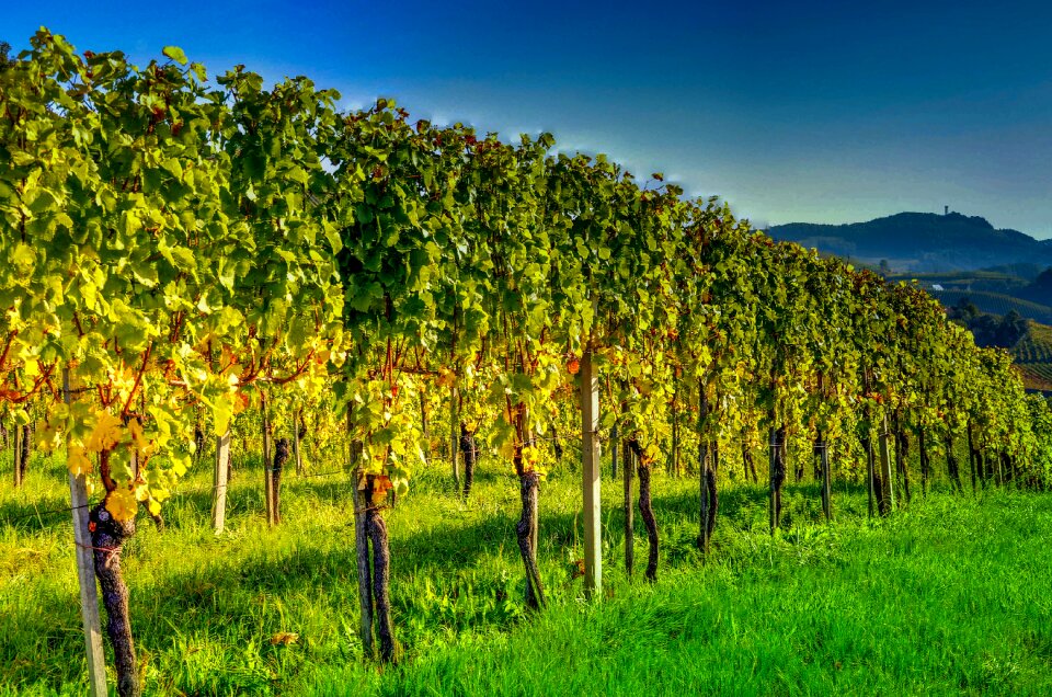 Southern styria wine vine