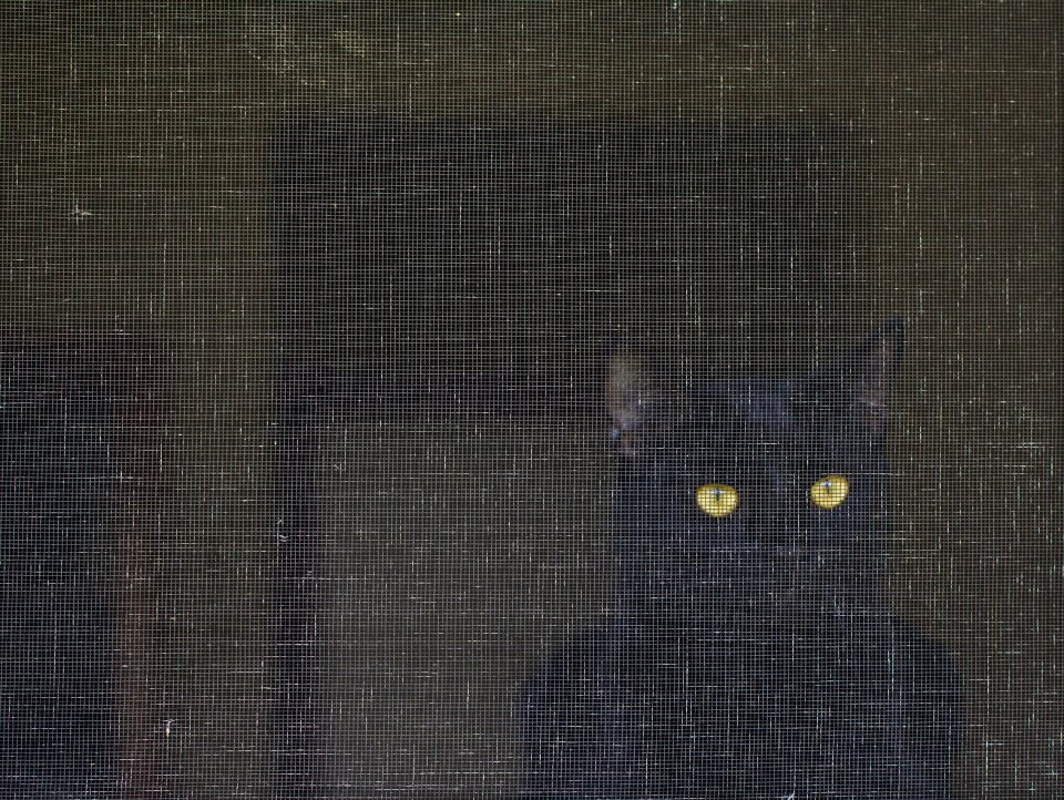 Art gaze black cat photo