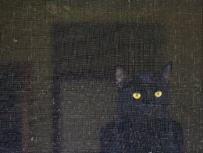 Art gaze black cat photo