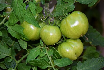 Bush vegetables garden