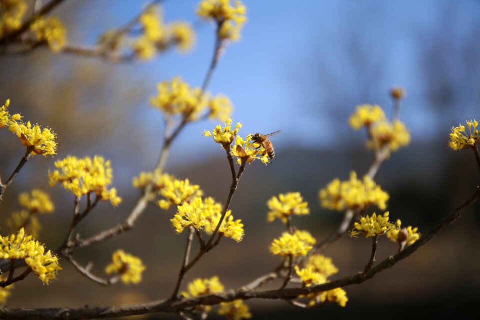 Plants yellow spring