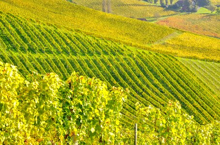 Southern styria wine vine photo