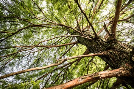 Trunk green botany