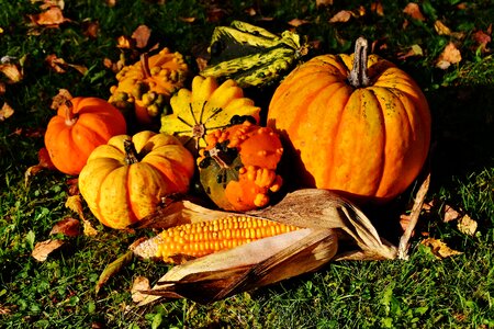 Autumn decoration colorful