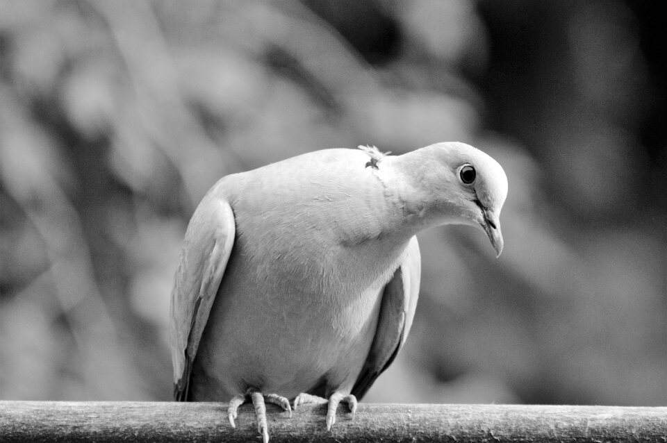 City pigeon foraging poultry