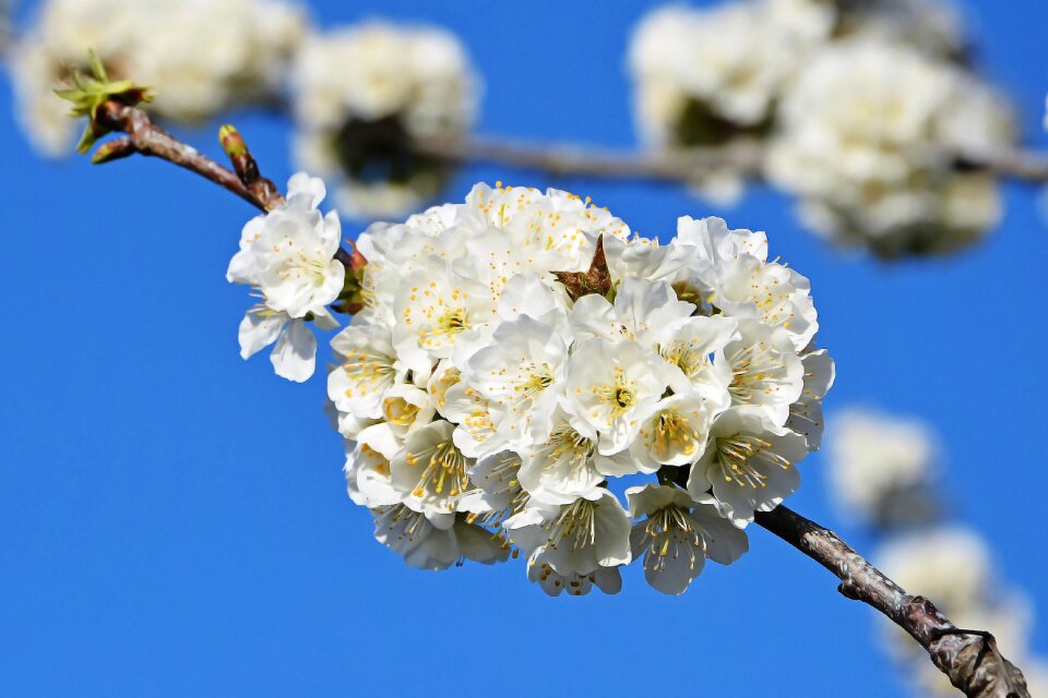 Spring nature spring flowers