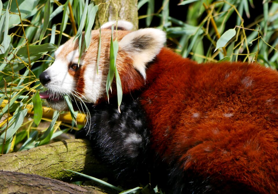Bear panda bear panda