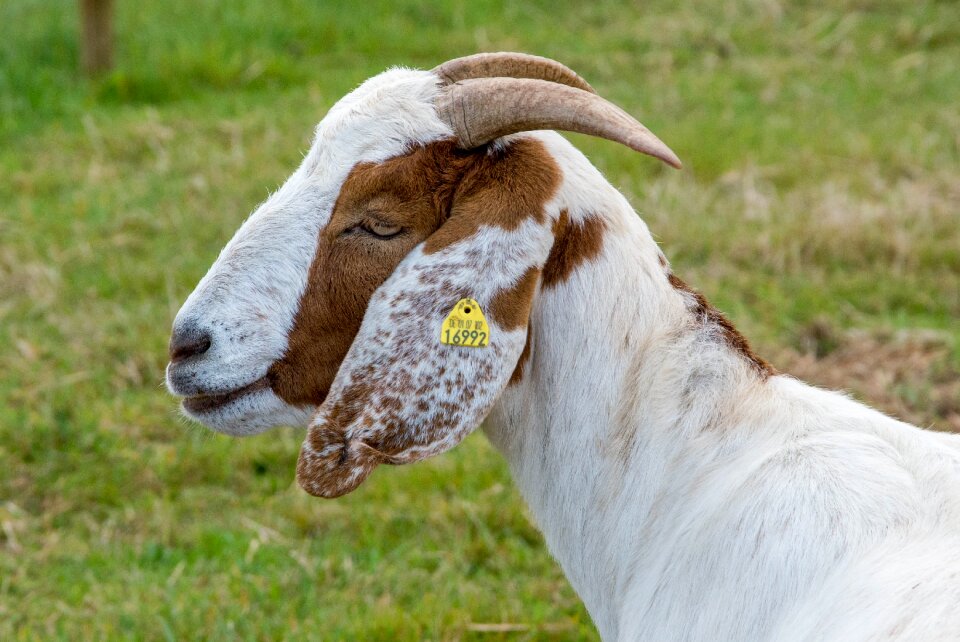 Farm happy mammal