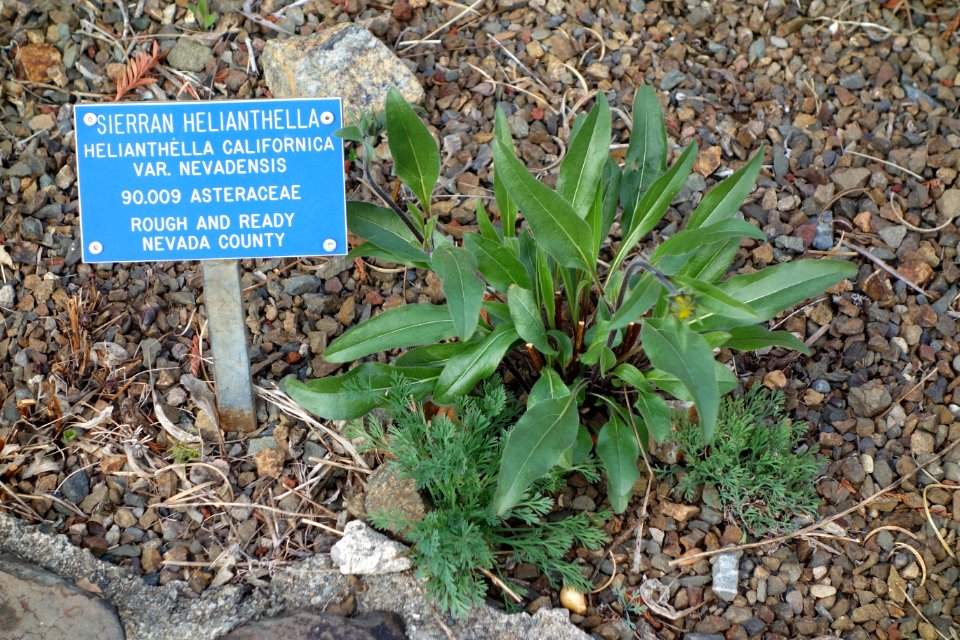 Helianthella californica subsp. nevadensis - Regional Parks Botanic Garden, Berkeley, CA - DSC04480