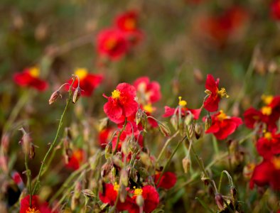 Helianthemum, Royal Botanic Garden Edinburgh, Scotland, GB, IMG 3770 edit