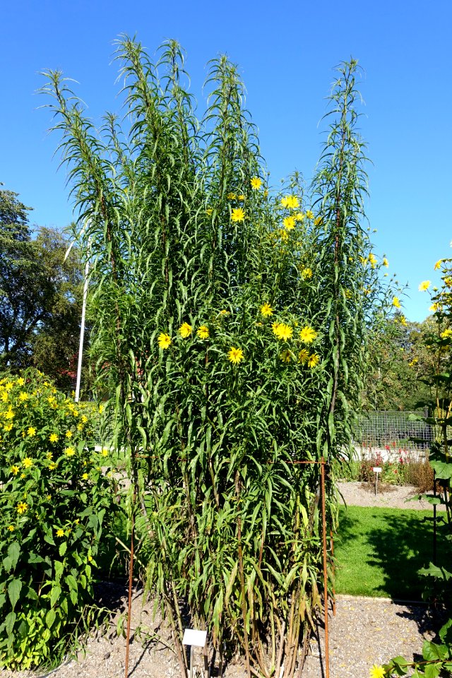 Helianthus micranthus - Bergianska trädgården - Stockholm, Sweden - DSC00152