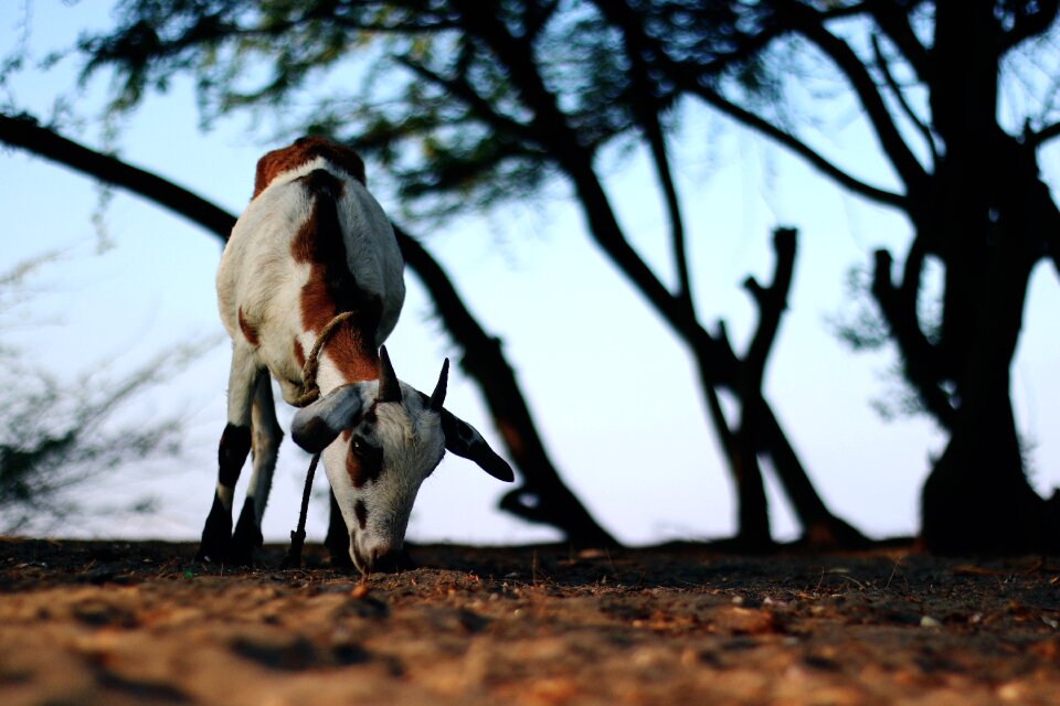 Livestock farming farm