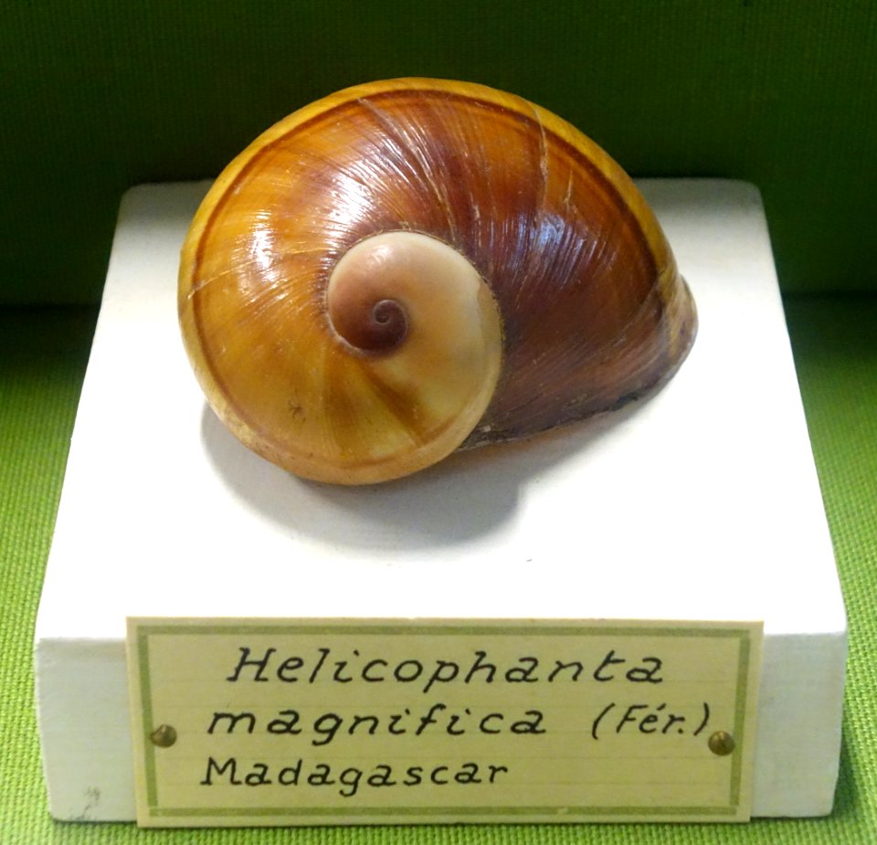 Helicophanta magnifica - Museo Civico di Storia Naturale Giacomo Doria - Genoa, Italy - DSC03260