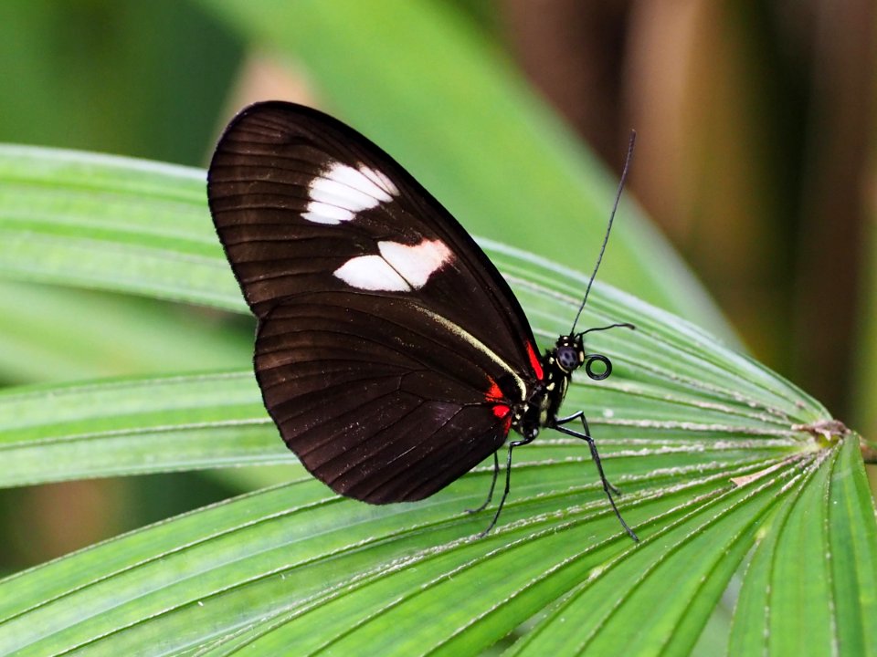 Heliconius