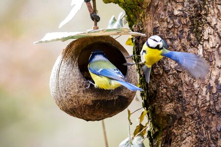 Flying eat food photo